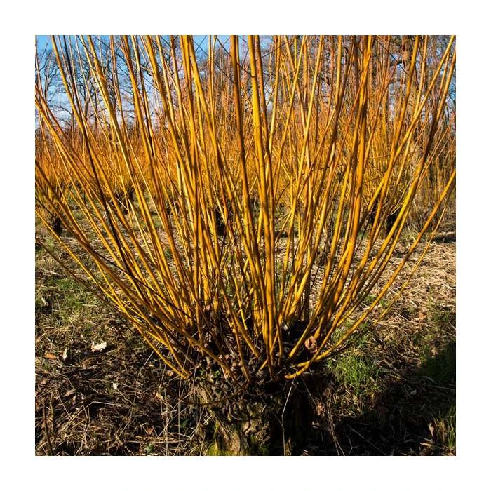 Salix alba 'Britzenis' | Willow Tree 2 Salix alba 'Britzenis' | Willow Tree - Image 2