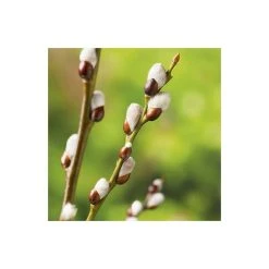 Salix caprea 'Kilmarnock' | Willow Tree -Roots Shop TR0194 add image 3 25b0