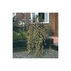 Salix caprea 'Kilmarnock' | Willow Tree -Roots Shop TR0194 add image 5 70c9