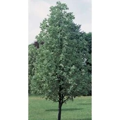 Sorbus aria 'Lutescens' | Whitebeam Rowan Tree | 12L Pot | 150-180cm | By Frank P Matthews -Roots Shop TR019712L add image 2 833b