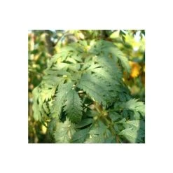 Sorbus aucuparia 'Asplenifolia' | Rowan Tree -Roots Shop TR01999L add image 1 a3f0