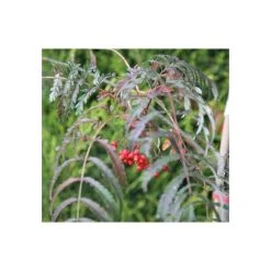 Sorbus aucuparia 'Chinese Lace' | Rowan Tree