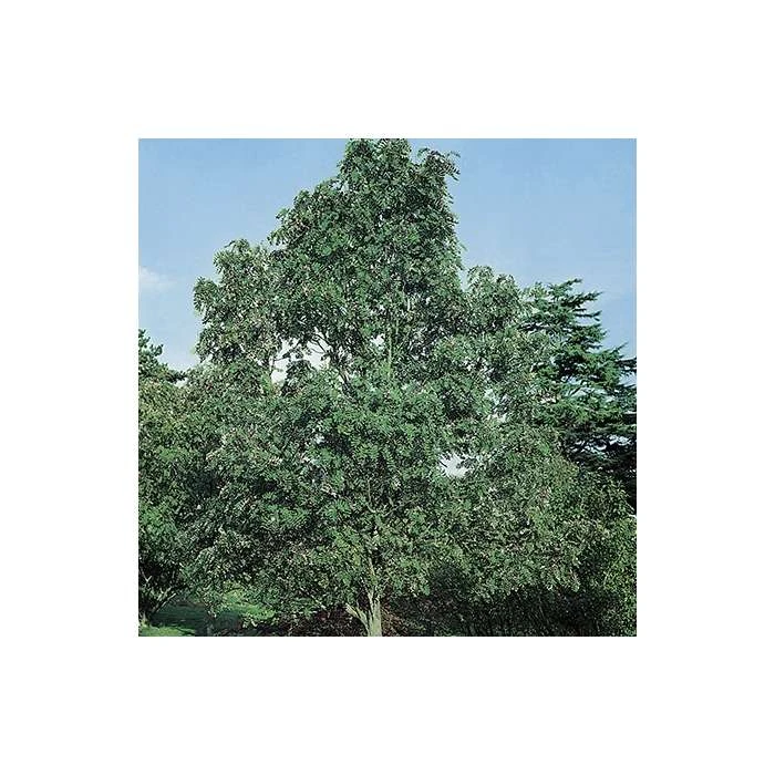 Sorbus hupehensis 'Pink Pagoda' | Rowan Tree 1 Sorbus hupehensis 'Pink Pagoda' | Rowan Tree