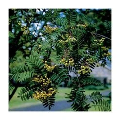 Sorbus 'Joseph Rock' | Rowan Tree -Roots Shop TR02039L add image 1 a4b2