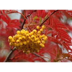 Sorbus 'Joseph Rock' | Rowan Tree -Roots Shop TR02039L add image 2 432e