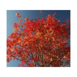Sorbus 'Joseph Rock' | Rowan Tree -Roots Shop TR02039L add image 3 7f1c