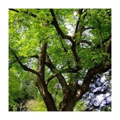 Tilia platyphyllos 'Rubra' | Large Leaf Lime Tree | 9L Pot | 120-150cm -Roots Shop TR0205 add image 1 2c74