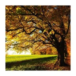 Tilia platyphyllos 'Rubra' | Large Leaf Lime Tree | 9L Pot | 120-150cm -Roots Shop TR0205 add image 2 eb92