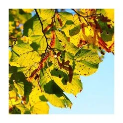 Tilia platyphyllos 'Rubra' | Large Leaf Lime Tree | 9L Pot | 120-150cm -Roots Shop TR0205 add image 3 63a7