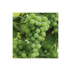 2-3ft 'Vroege van der Laan' Grape Vine | 2L Pot