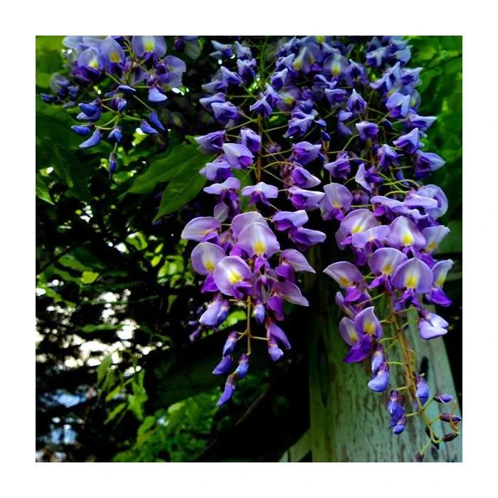 2-3ft Wisteria 'Lavender Lace' | 3L Pot 1 2-3ft Wisteria 'Lavender Lace' | 3L Pot