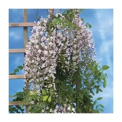 Roots Shop 8 2-3ft Wisteria floribunda 'Lipstick' | 3L Pot
