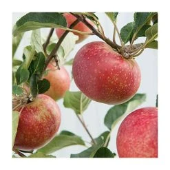 5ft 'Rosette' Dessert Apple Tree | M26 Dwarfing Rootstock | 12L Pot | By Frank P Matthews™ -Roots Shop TR041712L add image 1 ef56