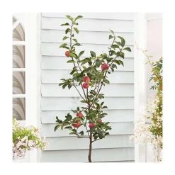 5ft 'Rosette' Dessert Apple Tree | M26 Dwarfing Rootstock | 12L Pot | By Frank P Matthews™ -Roots Shop TR041712L add image 2 54b5
