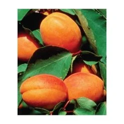 4-5ft 'Alfred' Apricot Tree | SJA Semi Vigorous Rootstock | Bare Root