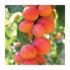 Prunus 'Flavorcot' | Apricot Tree