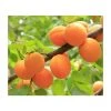 4-5ft 'Golden Glow' Apricot Tree | SJA Semi Vigorous Rootstock | Bare Root