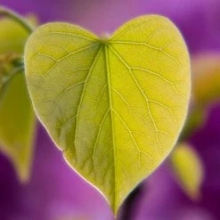 Cercis siliquastrum | Judas Tree -Roots Shop TR0496 add image 1 4689