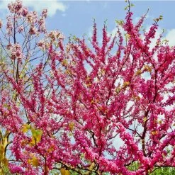 Cercis siliquastrum | Judas Tree -Roots Shop TR0496 add image 2 ac1b