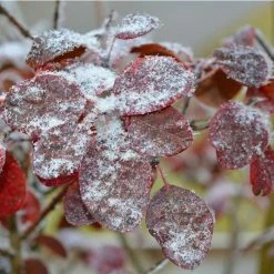 Cercis siliquastrum | Judas Tree -Roots Shop TR0496 add image 3 28b1