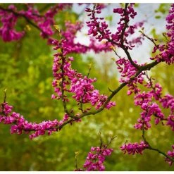 Cercis siliquastrum | Judas Tree -Roots Shop TR0496 add image 4 b99d