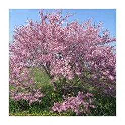 Cercis siliquastrum | Judas Tree -Roots Shop TR0496 add image 5 29af