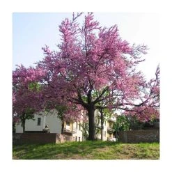Cercis siliquastrum | Judas Tree -Roots Shop TR0496 add image 6 32eb