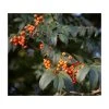 Sorbus 'Apricot Queen' | Rowan Tree | Bare Root | 120-150cm