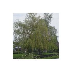 Salix x sepulcralis 'Chrysocoma' | Willow Tree -Roots Shop TR06259L add image 1 a0c0