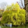 Salix x sepulcralis 'Chrysocoma' | Willow Tree