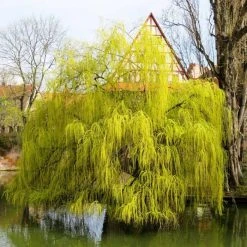 Salix x sepulcralis 'Chrysocoma' | Willow Tree