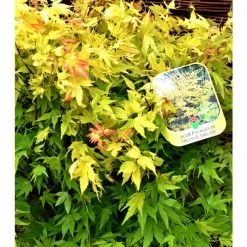 Acer palmatum 'Orange Dream' | Japanese Maple Tree -Roots Shop TR070118L add image 3 b6c0