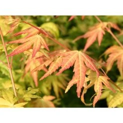 Acer palmatum 'Orange Dream' | Japanese Maple Tree -Roots Shop TR070118L add image 4 7571
