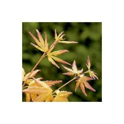 Acer palmatum 'Orange Dream' | Japanese Maple Tree -Roots Shop TR070118L add image 7 704e