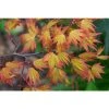 Acer palmatum 'Orange Dream' | Japanese Maple Tree