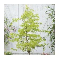 Acer palmatum 'Dissectum' | Japanese Maple Tree -Roots Shop TR070515L add image 1 b08e
