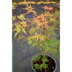 Acer palmatum 'Dissectum' | Japanese Maple Tree -Roots Shop TR070515L add image 3 df5e
