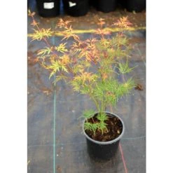 Acer palmatum 'Dissectum' | Japanese Maple Tree -Roots Shop TR070515L add image 4 f250