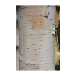 Betula utilis subsp. jacquemontii 'Silver Shadow' | Himalayan Birch Tree | 12L Pot | 150-180cm | By Frank P Matthews 5 Betula utilis subsp. jacquemontii 'Silver Shadow' | Himalayan Birch Tree | 12L Pot | 150-180cm | By Frank P Matthews -Roots Shop TR071712L add image 1 5de4