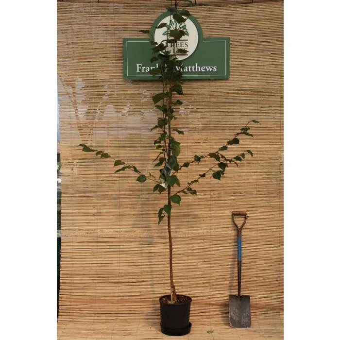 Betula utilis subsp. jacquemontii 'Silver Shadow' | Himalayan Birch Tree | 12L Pot | 150-180cm | By Frank P Matthews 2 Betula utilis subsp. jacquemontii 'Silver Shadow' | Himalayan Birch Tree | 12L Pot | 150-180cm | By Frank P Matthews - Image 2