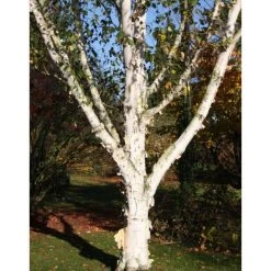 Betula utilis var. jacquemontii 'Snow Queen' | Himalayan Birch Tree | 12L Pot | 150-180cm | By Frank P Matthews -Roots Shop TR072112L add image 1 1c06