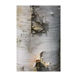 Betula utilis var. jacquemontii 'Snow Queen' | Himalayan Birch Tree | 12L Pot | 150-180cm | By Frank P Matthews -Roots Shop TR072112L add image 3 c442