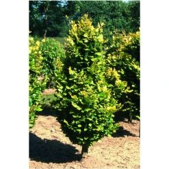 Fagus sylvatica 'Dawyck Gold' | Golden Fastigiate Beech Tree | 12L Pot | 150-180cm | By Frank P Matthews