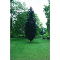 Fagus sylvatica 'Dawyck Purple' | Purple Fastigiate Beech Tree | 12L Pot | 150-180cm | By Frank P Matthews -Roots Shop TR073212L add image 1 71e6
