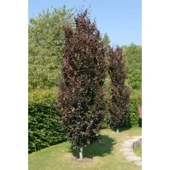 Fagus sylvatica 'Dawyck Purple' | Purple Fastigiate Beech Tree | 12L Pot | 150-180cm | By Frank P Matthews