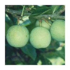 5ft 'Old Green Gage' Plum Tree | VVA-1 Semi Dwarfing Rootstock | 12L Pot | By Frank P Matthews™