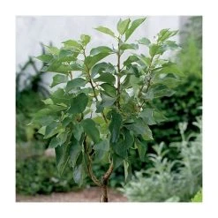 4-5ft ''Hartland' Patio Cherry Tree | Gisela 5 Semi Dwarfing Rootstock | 4.5L Pot -Roots Shop TR10124 5L add image 2 4e36