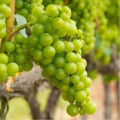 50-90cm 3ft 'Chardonnay' Grape Vine | 3L Pot | Seedless | Outdoor
