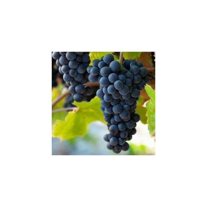 50-90cm 3ft 'Pinot Noir' Grape Vine | 3L Pot | Seedless | Outdoor 1 50-90cm 3ft 'Pinot Noir' Grape Vine | 3L Pot | Seedless | Outdoor