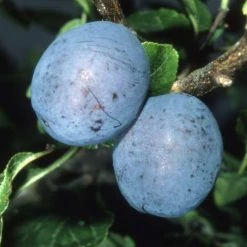 5ft 'Herman' Plum Tree | VVA-1 Semi Dwarfing Rootstock | 12L Pot | By Frank P Matthews™ -Roots Shop TR1047 add image 1 9b06